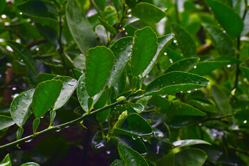 The leaves of the lemon tree, Drops of water on a lemon leaf, Raindrops flowing in the rain