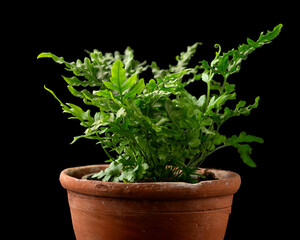 Pteris ensiformis Evergreen - indoor houseplant growing in rustic terracotta pot