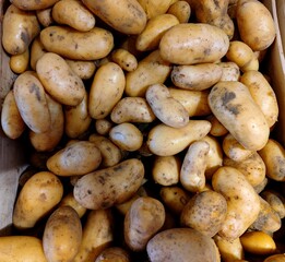 Close up of Kipfler potatoes in a box on a supermarket shelf. There are no people or trademarks in the shot.