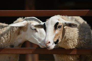 Obraz premium two sheep on the farm