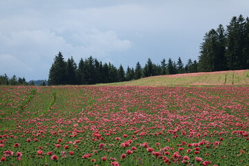 Blooming poppy fields . Blühende Mohnfelder . Lower Austria . Niederösterreich