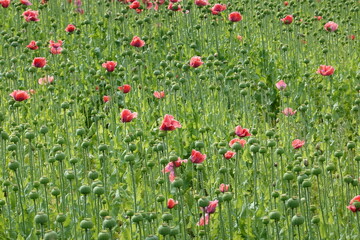 Fototapeta premium Blooming poppy fields . Blühende Mohnfelder . Lower Austria . Niederösterreich