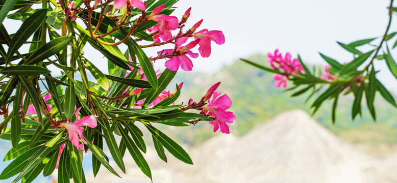 Purple bougainvillea flowers on the background of the sea and the island. Summer vacation and nature concept