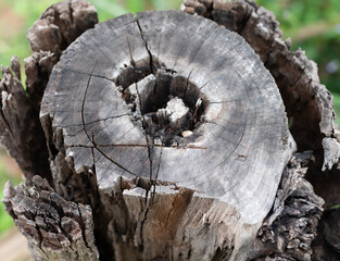 cross section of tree