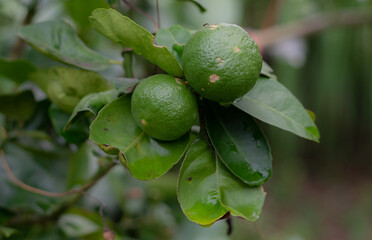 Green limes on a tree / Fresh lime citrus fruit high vitamin C in the garden farm agricultural with nature green blur background at summer
