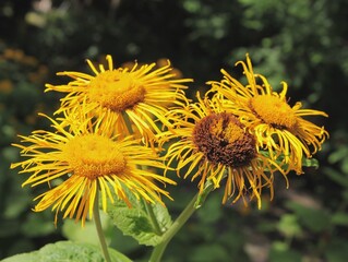 yellow flowers of Doronicum pardalianches plant in the garden