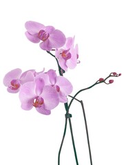 Naklejka na ściany i meble pretty purple flowers of orchid Phalaenopsis isolated close up