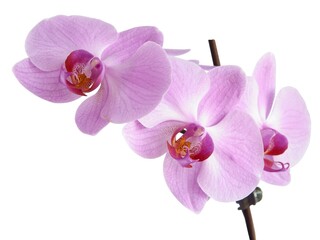 pretty purple flowers of orchid Phalaenopsis isolated close up