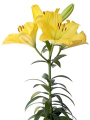 pretty yellow  lilies with brown pollen isolated close up 