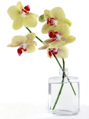 orchid Phalaenopsis with yellow and red petals close up