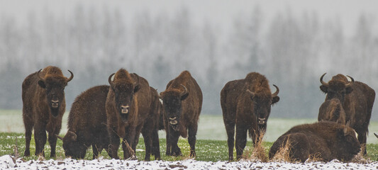 European Bison herd resting in snowfall