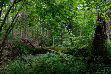Partly declined broken oak