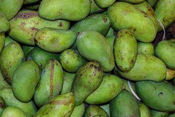 fresh organic unripe mangoes from farm close up from different angle