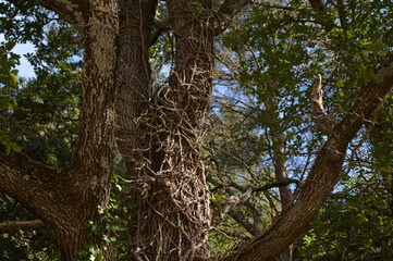 Fototapeta premium arbre avec racines grimpantes