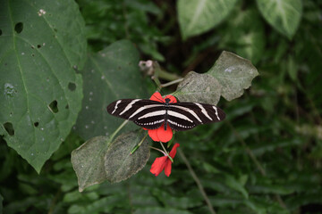 butterfly in captivity