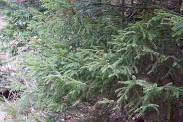 Fototapeta premium foto