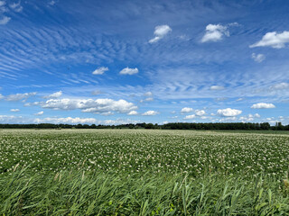 Farmland around Steenwijkerwold