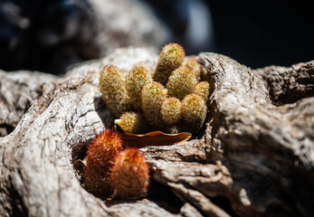 Succulents in dry roots. Сactus in natural habitat.