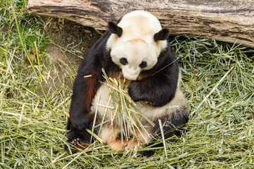 Giant Panda eats bamboo in the zoo