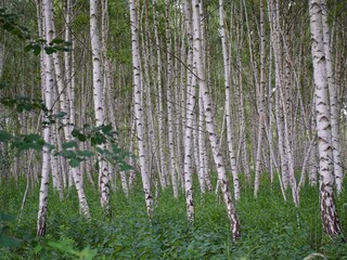 A birch is a thin-leaved deciduous hardwood tree of the genus Betula in the family Betulaceae, which also includes alders, hazels, and hornbeams.

