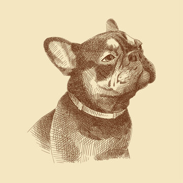 Sketch of the dog's head with the muzzle raised up. Pet, animal, french bulldog. Image for zoo design. Vintage brown and beige card, hand-drawn, vector. Old design. Linear graphics.