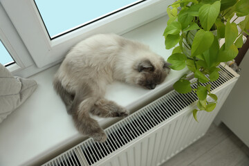 Cute Birman cat on windowsill near radiator at home, above view