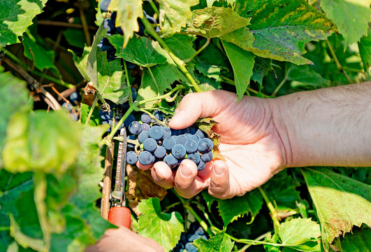 The grower harvests blue grapes by cutting ripe bunches. Close-up