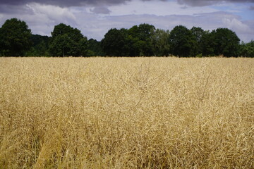 Rapeseed field (Brassica napus) near Hanover, Germany.