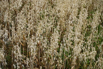 Wheat field near Hanover, Germany 