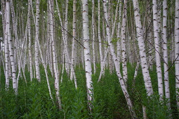 A birch is a thin-leaved deciduous hardwood tree of the genus Betula in the family Betulaceae, which also includes alders, hazels, and hornbeams.

