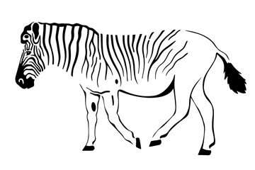 quagga rau zebra profile vector illustration on white 