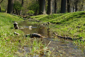 Wisentgehege Springe (Germany)	
