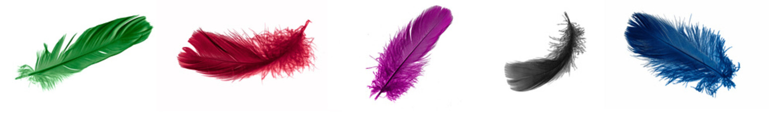 colorful feathers of a goose on a white isolated background