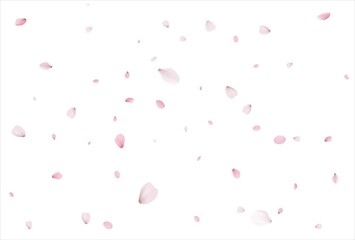 Sakura petals background. Cherry petals backdrop