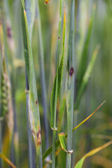 Thrips damaged barley plants. Flag leaf chlorotically discolored. Insects feed on the inner side of the leaf, near the ear.