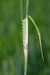 Thrips damaged barley plants. Flag leaf chlorotically discolored. Insects feed on the inner side of...