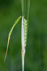 Thrips damaged barley plants. Flag leaf chlorotically discolored. Insects feed on the inner side of the leaf, near the ear.