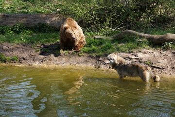 Wisentgehege Springe (Germany)