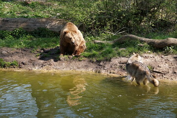 Wisentgehege Springe (Germany)