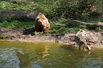 Wisentgehege Springe (Germany)