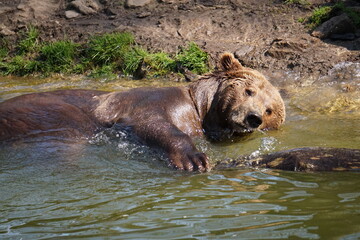 Wisentgehege Springe (Germany)