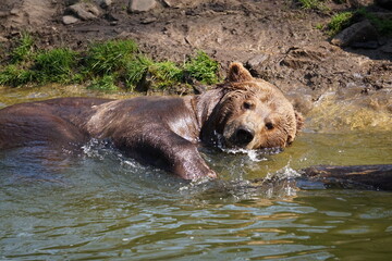 Wisentgehege Springe (Germany)
