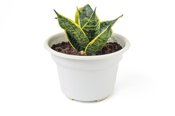 snake plant on white pot isolated on white background