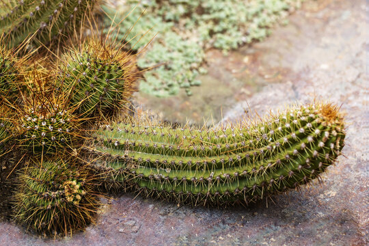 Cactus phallic shape. Funny Prickly Cactus Penis close-up with little cactuses and  big cactus in Botanical Garden.  Argentine Giant Cactus