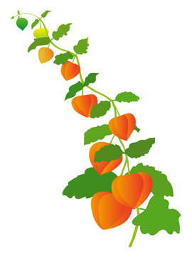 ほおずき の画像 13 921 件の Stock 写真 ベクターおよびビデオ Adobe Stock