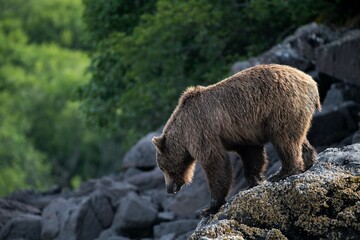 Fototapeta na wymiar Ein Grizzlybär bewegt sich leichfüßig über Falsen, Küste von Katmai, Alaska