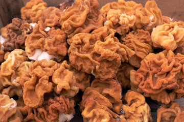 A closeup shot of giants false morels in a box against a grass by spring day