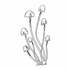 Mushroom black line hand drawn sketch isolate on white background