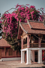 Luang Prabang, Laos - January 29th, 2020 : buddhist monastery Vat Sene Souk Haram in the Unesco World Heritage town of Luang Prabang with beautiful pink tropical flowers : Bougainvillea.