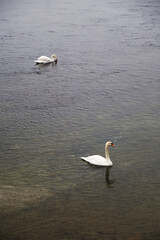 Two white swans swimming in Bodensee lake, Germany